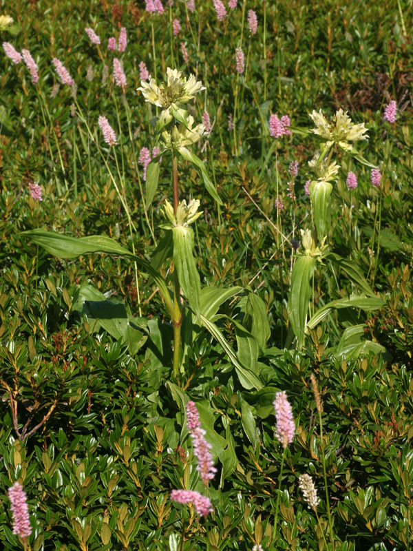 Gentiana burseri / Genziana di Villars